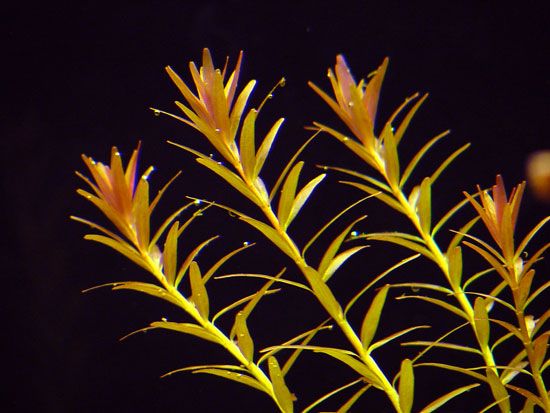 Ротала круглолистная (Rotala rotundifolia)