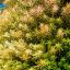 Ротала круглолистная (Rotala rotundifolia) 0