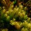 Ротала круглолистная (Rotala rotundifolia) 1