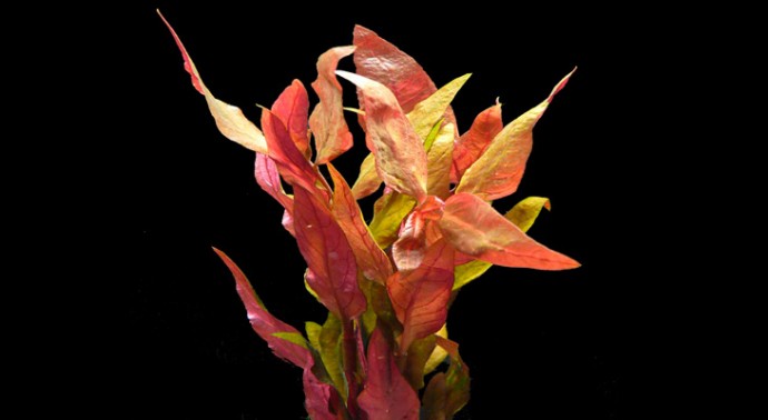 Альтернатера лиловая (Alternanthera reineckii Lilacina)