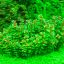 Ротала индийская (Rotala indica) 1