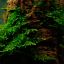 Мох рождественский (Vesicularia montagnei) 1